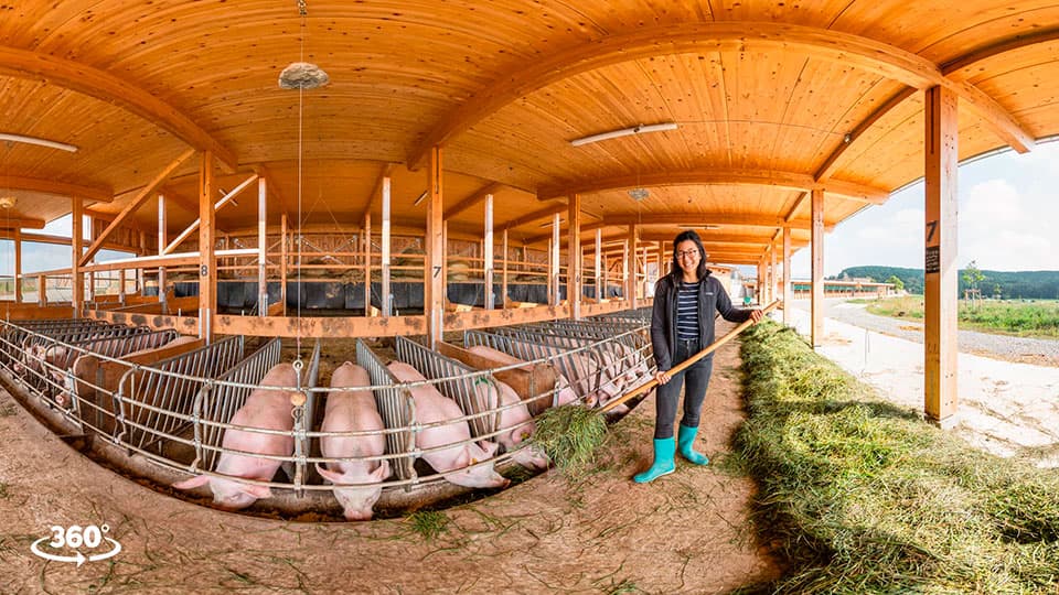 360° Video Öko Schweinestall 360° Videoproduktion im Schweinestall